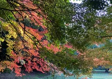 【紅葉・見ごろ】大井ふ頭中央海浜公園 2026