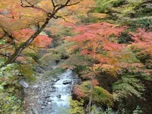 中津峡の紅葉 2026