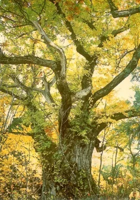 大井沢の紅葉 2026