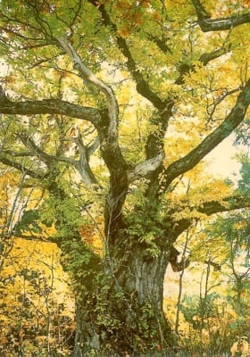 西川 大井沢の紅葉 2026