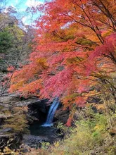 大芦渓谷の紅葉 2026