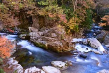照葉峡の紅葉 2026