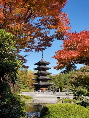 定義如来西方寺(定義さん)の紅葉 2026