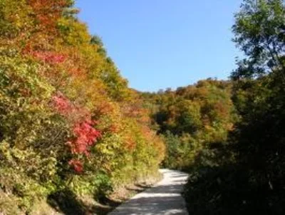 【紅葉・見ごろ】部子山 2026