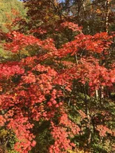 山王峠の紅葉 2026
