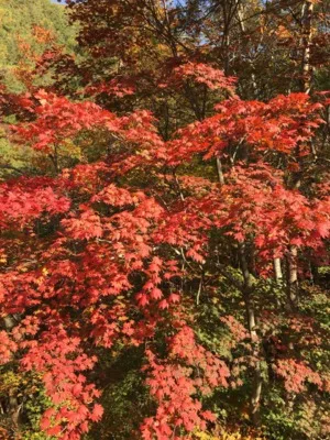 山王峠の紅葉 2026