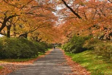 【紅葉・見ごろ】展勝地桜並木 2026