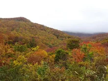 【紅葉・見ごろ】鳥海高原ライン 2026