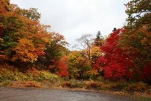 【紅葉・見ごろ】紅葉谷 2026