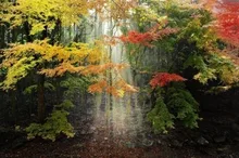 【紅葉・見ごろ】舟志のもみじ街道 2026