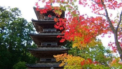 【紅葉・見ごろ】妙宣寺 2026