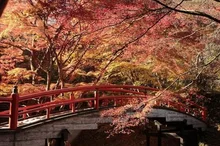 【紅葉・見ごろ】伊香保温泉 湯元「河鹿橋」 2026