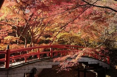【紅葉・見ごろ】伊香保温泉 湯元「河鹿橋」 2026