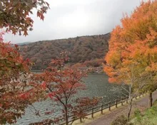 【紅葉・見ごろ】田貫湖周辺 2026