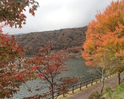 【紅葉・見ごろ】田貫湖周辺 2026