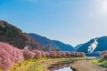 第29回　みなみの桜と菜の花まつり 2027