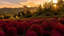 【紅葉・見ごろ】伊賀野の花畑　ホウキ草 2026