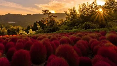 【紅葉・見ごろ】伊賀野の花畑 ホウキ草 2026