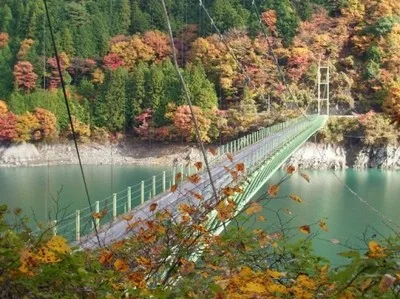【紅葉・見ごろ】井川大橋 2026