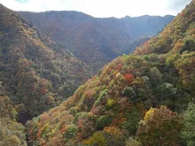 滝川渓谷(埼玉県)の紅葉 2026