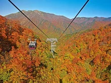 【紅葉・見ごろ】谷川岳ヨッホ 2026