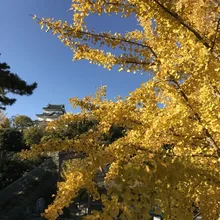 【紅葉・見ごろ】和歌山城 2026