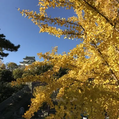 【紅葉・見ごろ】和歌山城 2026