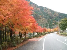 【紅葉・見ごろ】梅ケ島コンヤの里 2026