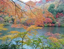 【紅葉・見ごろ】松尾池 2026
