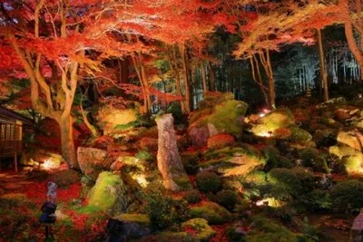 教林坊 紅葉ライトアップ2026