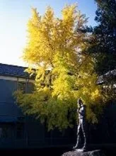 【紅葉・見ごろ】あがたの森 2026