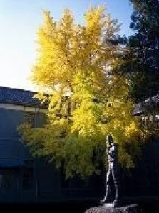 【紅葉・見ごろ】あがたの森 2026