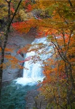 【紅葉・見ごろ】白扇の滝 2026