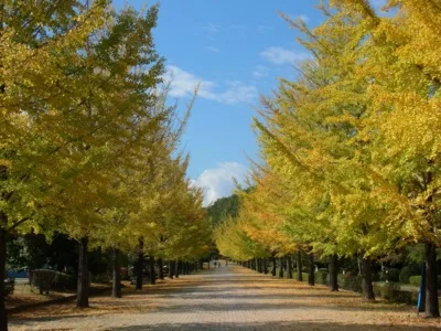 埼玉トヨペット秩父グリーンミューズパークの紅葉 2026