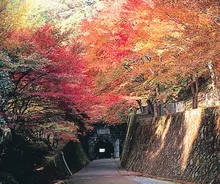 【紅葉・見ごろ】鯛生金山 2026