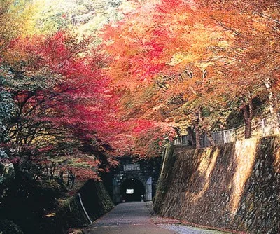 【紅葉・見ごろ】鯛生金山 2026
