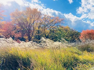 埼玉県営和光樹林公園の紅葉 2026