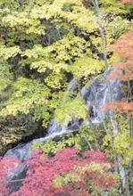 【紅葉・見ごろ】三段の滝 2026