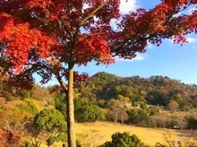 【紅葉・見ごろ】神山森林公園イルローザの森 2026