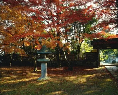 【紅葉・見ごろ】慈眼堂 2026
