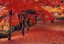 【紅葉・見ごろ】村松公園 2026