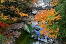 【紅葉・見ごろ】祖谷のかずら橋 2026