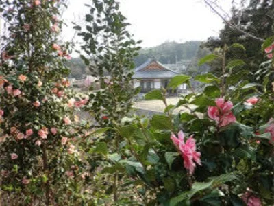 【花・見ごろ】観音寺 ツバキ 2026