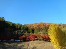 【紅葉・見ごろ】鹿野天神山公園 2026