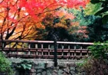 【紅葉・見ごろ】ドイツ村公園 2026