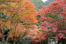 【紅葉・見ごろ】丸山公園 2026