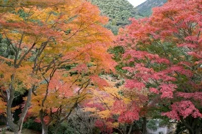 【紅葉・見ごろ】丸山公園 2026
