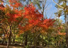 【紅葉・見ごろ】林試の森公園 2026
