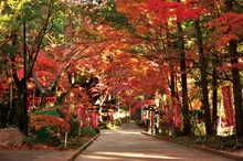 【紅葉・見ごろ】油山寺 2026