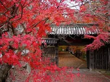 【紅葉・見ごろ】丈六寺 2026